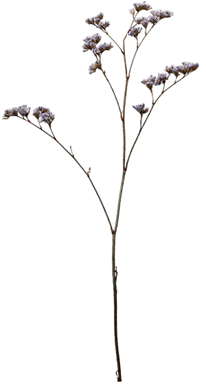 slider 1 decorate image